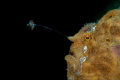   painted frogfish dauin philippines  